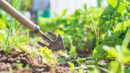 Weeding beds with agricultura plants growing in the garden. Weed control in the garden. Cultivated land close-up. Agricultural work on the plantation