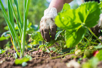 Weeding beds with agricultura plants growing in the garden. Weed control in the garden. Cultivated land close-up. Agricultural work on the plantation