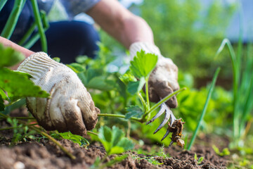 Weeding beds with agricultura plants growing in the garden. Weed control in the garden. Cultivated land close-up. Agricultural work on the plantation