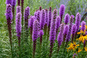 Prairie Blazing Star Growing In The Native Plant Garden In July