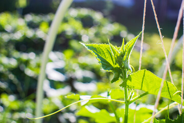 The farmer ties up the plants in the vegetable garden at the farm. Horticulture and plantation concept. Agricultural plants growing in garden beds