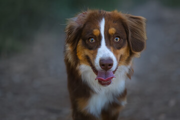 2023-07-23 A TRI COLORED DOG WITH INTENSE EYES STARING INTO THE CAMERA AT CLOSE RANGE WITH A BLURRED BACKGROUND AT THE OFF LEASH DOG AREA AT MARYMOOR PARK IN REDMOND WASHINGTON