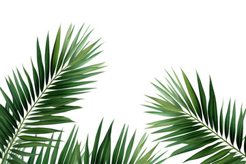 Palm leaves isolated on transparent background , generative ai