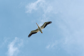 American White Pelican Flying In A Blue Sky