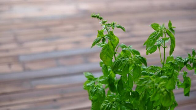 Blooming basil grown in a pot on the terrace for eating