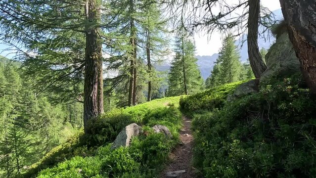 Beautiful alpine forest in the alps. calm hiking video in Italy alps