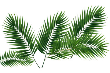 Palm leaves isolated on transparent background , generative ai
