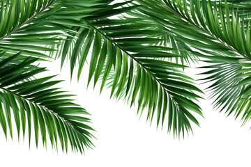 Fototapeta na wymiar Palm leaves isolated on transparent background , generative ai