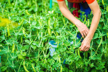 Farmer's hands harvest crop of pea in the garden. Plantation work. Autumn harvest and healthy organic food concept close up with selective focus