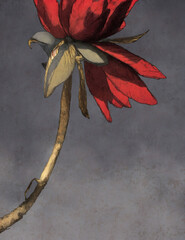 Artsy image of a red flower