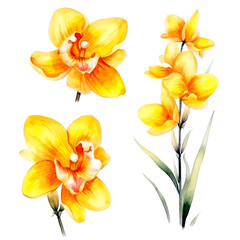 Set of yellow orchid floral watecolor. flowers and leaves. Floral poster, invitation floral. Vector arrangements for greeting card or invitation design	