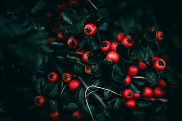 Cotoneaster bush with red berries and green leaves