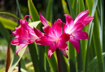 Crinum 'Ellen Bosanquet Pink Flowers in Garden © benderphotoo