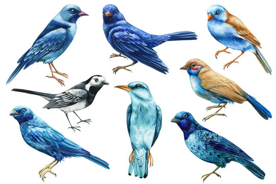 Watercolor birds set. Hand painted illustration with bird isolated on white background. Blue irene, cotinga, astrild