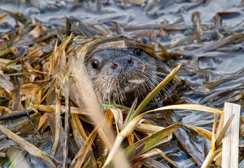European otter (lutra lutra) peers out of a canal, covered by reeds