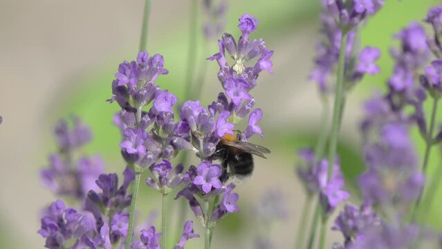 Bumblebee collects nectar on a beautiful purple Lavender flowers. Macro Video of Bumblebee Close up. Blooming Lavandula