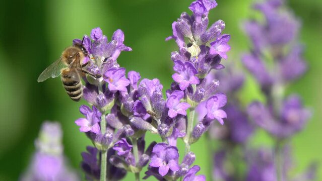Macro Video of Honey Bees Close up. Honey Bee collects nectar on a beautiful purple Lavender flowers. Blooming Lavandula