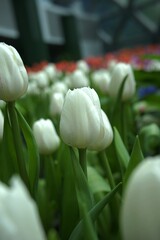 White tulips that are lightly hit in spring, tulips in the garden