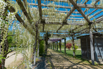 gazebo in the park