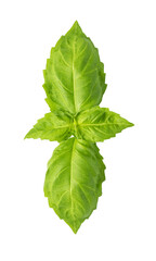 Fresh green basil leaves isolated. png file