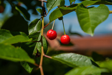 cherries on the tree