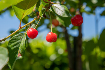 cherries on a branch