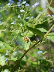 Zwei Marienkäfer bei der Paarung auf einem Blatt. Nahaufnahme der Paarung.