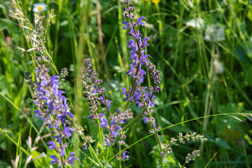 flowers in the garden