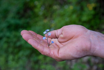 hand holding a flower