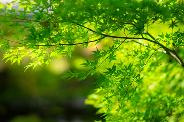 Fototapeta na wymiar 京都の永観堂の庭園