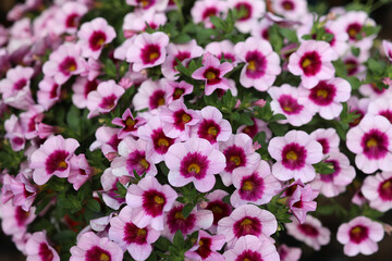 Floral background, blooming colorful lush petunia bushes in a pot. Selective focus.