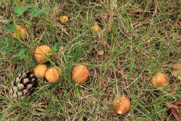 Edible butter mushrooms grow together with green plants. Raw mushrooms in nature. Selective focus.