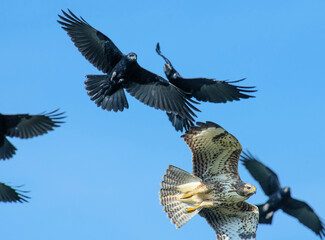 Common Buzzard (Buteo buteo) mobbed by Carrion Crows (Corvus corone)  - obrazy, fototapety, plakaty