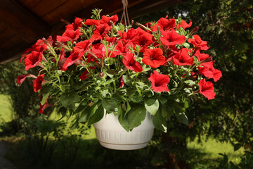 Red petunia flowers in a light pot decorate the roof of the house. Soft focus
