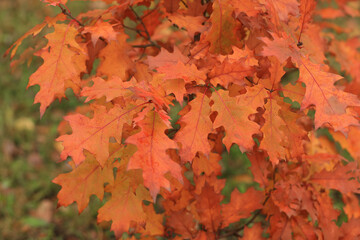 Naklejka na ściany i meble Autumn maple with bright leaves. Soft focus