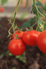 Ripe tomatoes growing in a greenhouse. Delicious red tomatoes. Vertical snapshot. Blurred background