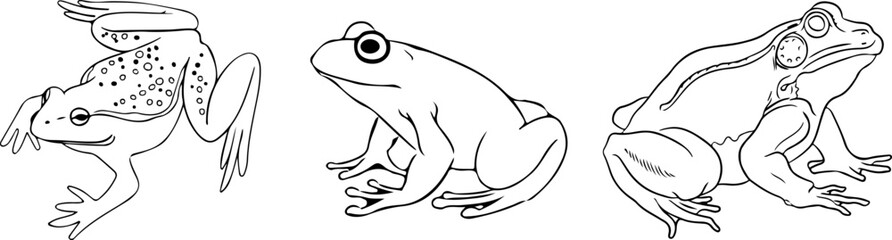 black and white frog 