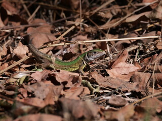 Naklejka na ściany i meble lizard in leafage, forest 