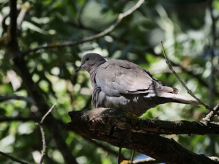 Dove in a tree