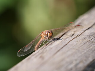 Dragonfly on a log
