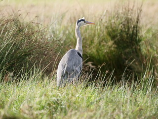 Grey heron ardea cinerea