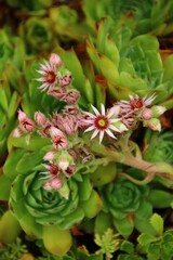 hauswurtz mit bl&uuml;te