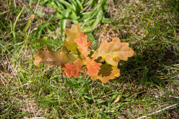 Oak seedling seen from aboveat Heartwood Native Tree Arboretum