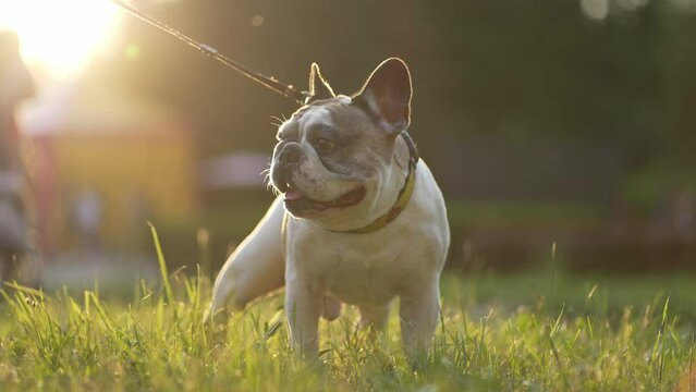 A pug dog walks in the grass