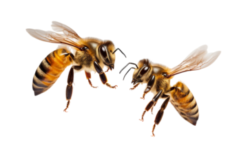 Very beautiful couple of Bee in flight isolated on white background PNG