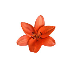 Lily bright orange flower isolated cutout object top view, houseplant in pot floral bouquet, clipping path soft focus