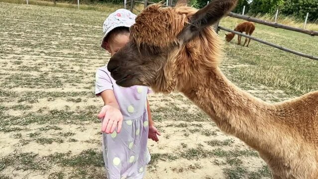 Feeding Alpaca Carrots, white alpaca eating carrot, chewing, child feed, children and animals