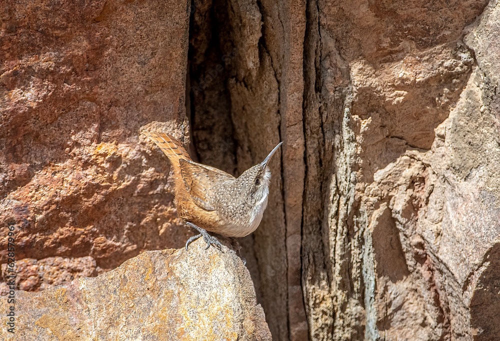 Canvas Prints canyon wren in a colorado canyon