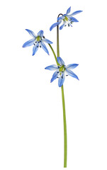 Blue scilla flowers isolated on white or transparent background - obrazy, fototapety, plakaty