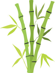 Fototapeta na wymiar Hand drawn bamboo stem and leaves. Botanical illustration isolated on white background. Vector art